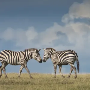 Nose to Nose Zebra Print Nose to Nose Zebra Print