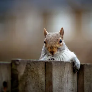 Nosey Neighbour