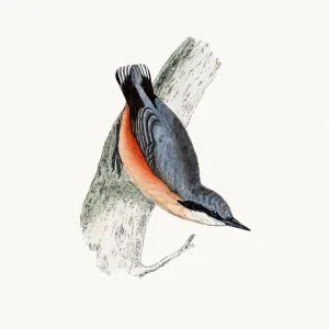 Nuthatch bird