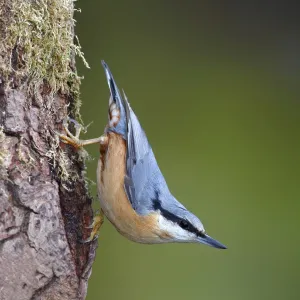 Nature & Wildlife Collection: Friedhelm Adam Nature Photography