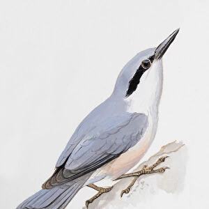 Nuthatch (Sitta europaea), looking up, side view