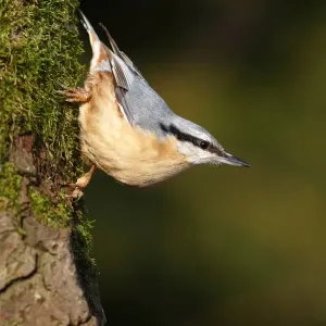 Nuthatch Print - Oak Branch Scene Nuthatch Print - Oak Branch Scene