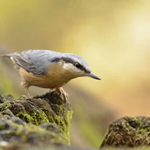 Nuthatch -Sitta europaea- perched on a stump in autumn, Leipzig, Saxony, Germany