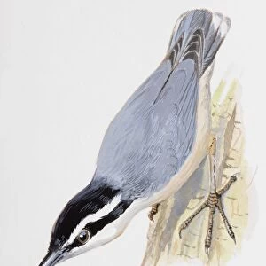 Nuthatch (Sitta europaea), perching upside down on a trees bark, side view