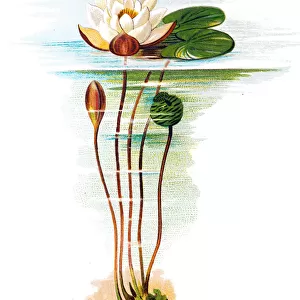 Nymphaea alba, also known as the European white water lily, white water rose or white