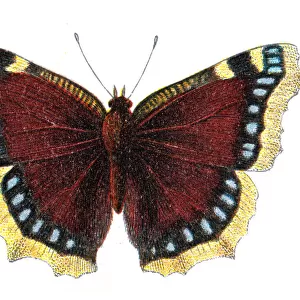 Nymphalis antiopa, the Mourning cloak or Camberwell beauty, Wildlife art