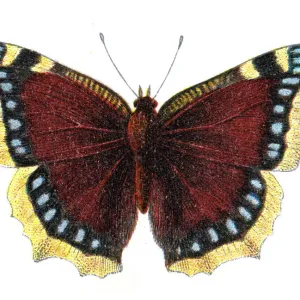 Nymphalis antiopa, the Mourning cloak or Camberwell beauty, Wildlife art Nymphalis antiopa, the Mourning cloak or Camberwell beauty, Wildlife art