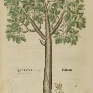 16th Century Oak Tree Print 16th Century Oak Tree Print