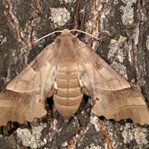 Oak Hawk-moth -Marumba quercus-, female on a tree trunk, Lake Kerkini region, Greece, Europe