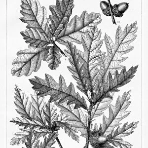 Oak leaf and fruit engraving 1895