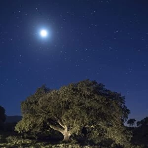 Oak in the top of a mountain illuminated by the full moonlight