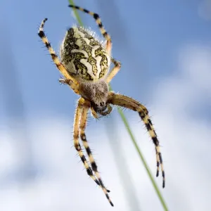 Oak spider -Aculepeira ceropegia- Oak spider -Aculepeira ceropegia-