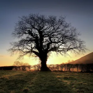 Oak Tree, Glastonbury Oak Tree, Glastonbury