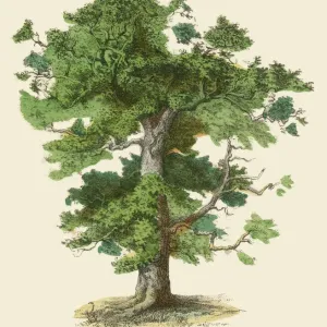 Botanical Illustrations