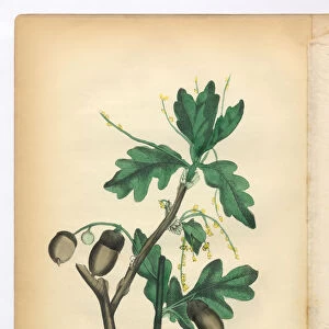 Oak Tree Victorian Botanical Illustration
