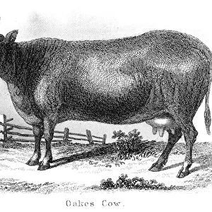 Oakes cow engraving 1873