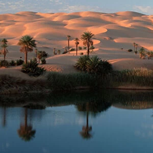 Oasis with Date Palms, Sahara, Erg Ubari, Lybia / (Phoenix dactylifera)