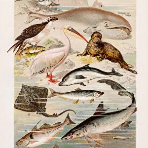 Oceanic animals Chromolithography 1899