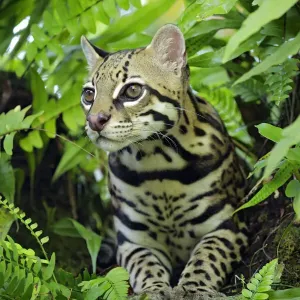 Ocelote (Leopardus pardalis) descansando en rama de árbol. Ocelote (Leopardus pardalis) descansando en rama de árbol.