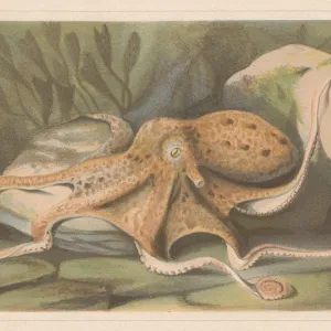 Octopus, lithograph, published in 1868