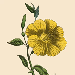 Oenothera or Evening Primrose Plant, Victorian Botanical Illustration