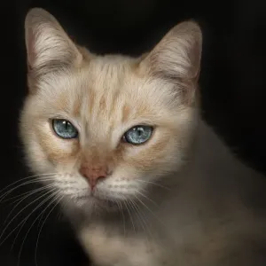 Ojos de gato Ojos de gato