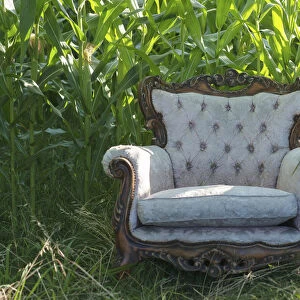 Old armchair in front of a corn field
