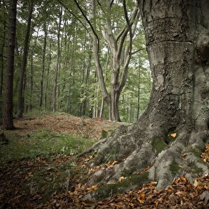 Old beech tree -Fagus-, with roots showing above ground, Schlaubetal, Naturschutzgebiet Schlaubetal, Brandenburg, Germany