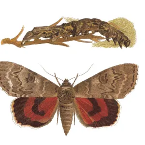 Old chromolithograph of Entomology, red underwing (Catocala nupta)