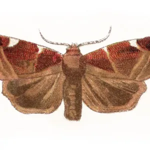 Old chromolithograph of Entomology, white-spotted pinion (Cosmia diffinis) Old chromolithograph of Entomology, white-spotted pinion (Cosmia diffinis)