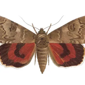 Old chromolithograph of Entomology, red underwing (Catocala nupta) Old chromolithograph of Entomology, red underwing (Catocala nupta)