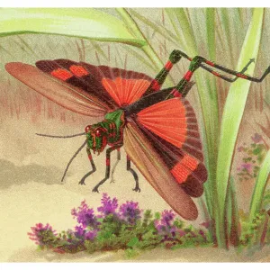 Historical Chromolithograph Art