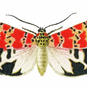 Old chromolithograph illustration of the bella moth, ornate moth or rattlebox moth (Utetheisa ornatrix)