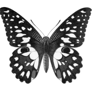 Old chromolithograph illustration of Birdwing Butterfly (Papilio erichthonius) Old chromolithograph illustration of Birdwing Butterfly (Papilio erichthonius)