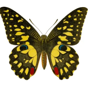 Old chromolithograph illustration of Birdwing Butterfly (Papilio erichthonius) Old chromolithograph illustration of Birdwing Butterfly (Papilio erichthonius)