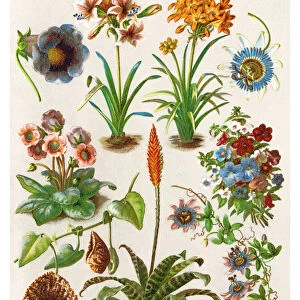 Old chromolithograph illustration of blossom houseplants