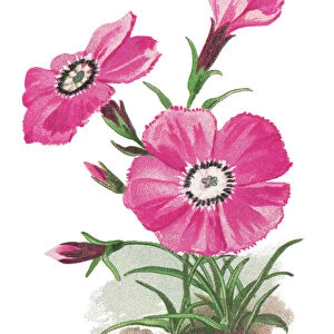 Old chromolithograph illustration of Botany, Alpine plant - the alpine pink (Dianthus alpinus)