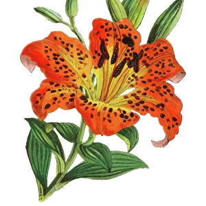 Old chromolithograph illustration of botany, Lilium maculatum