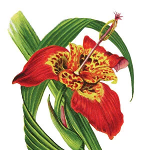 Old chromolithograph illustration of Botany, jockeys cap lily, Mexican shellflower, peacock flower, tiger iris, and tiger flower (Tigridia pavonia)