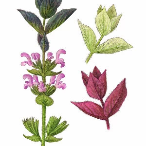Old chromolithograph illustration of Botany, Tricolor Sage Plant (Salvia horminum)