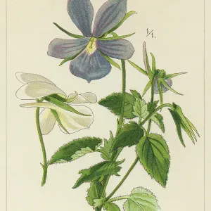 Old chromolithograph illustration of Botany, horned pansy or horned violet (Viola cornuta) Old chromolithograph illustration of Botany, horned pansy or horned violet (Viola cornuta)