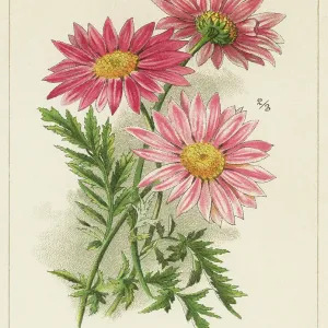 Old chromolithograph illustration of Botany, Chrysanthemums or mums (Chrysanthemum arcticum) Old chromolithograph illustration of Botany, Chrysanthemums or mums (Chrysanthemum arcticum)