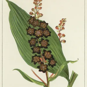 Old chromolithograph illustration of Botany, black false hellebore (Veratrum nigrum) Old chromolithograph illustration of Botany, black false hellebore (Veratrum nigrum)