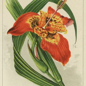 Old chromolithograph illustration of Botany, jockey's cap lily, Mexican shellflower, peacock flower, tiger iris, and tiger flower (Tigridia pavonia) Old chromolithograph illustration of Botany, jockey's cap lily, Mexican shellflower, peacock flower, tiger iris, and tiger flower (Tigridia pavonia)