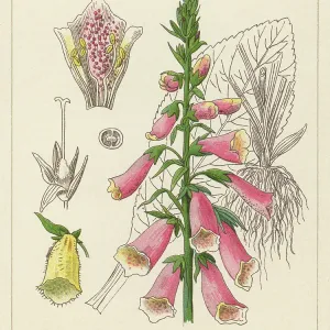 Old chromolithograph illustration of Botany, Lady's glove, foxglove or common foxglove (Digitalis purpurea) Old chromolithograph illustration of Botany, Lady's glove, foxglove or common foxglove (Digitalis purpurea)