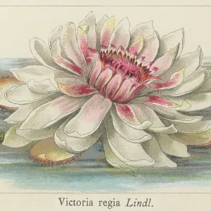 Old chromolithograph illustration of Botany, Water Lily (Victoria regia, Victoria amazonica) Old chromolithograph illustration of Botany, Water Lily (Victoria regia, Victoria amazonica)