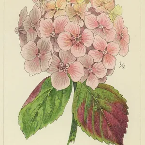 Old chromolithograph illustration of Botany, bigleaf hydrangea, French hydrangea, lacecap hydrangea, mophead hydrangea, penny mac or hortensia (Hydrangea macrophylla, Hydrangea opulodes) Old chromolithograph illustration of Botany, bigleaf hydrangea, French hydrangea, lacecap hydrangea, mophead hydrangea, penny mac or hortensia (Hydrangea macrophylla, Hydrangea opulodes)