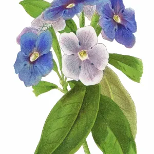 Old chromolithograph illustration of Botany, today, tomorrow together, morning-noon-and-night, kiss me quick or Brazil raintree (Brunfelsia pauciflora) Old chromolithograph illustration of Botany, today, tomorrow together, morning-noon-and-night, kiss me quick or Brazil raintree (Brunfelsia pauciflora)