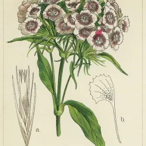 Old chromolithograph illustration of Botany, sweet William (Dianthus barbatus) Old chromolithograph illustration of Botany, sweet William (Dianthus barbatus)