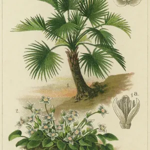 Old chromolithograph illustration of Botany, European fan palm or the Mediterranean dwarf palm (Chamaerops humilis) a genus of flowering plants in the family Arecaceae and Jonopsidium acaule Old chromolithograph illustration of Botany, European fan palm or the Mediterranean dwarf palm (Chamaerops humilis) a genus of flowering plants in the family Arecaceae and Jonopsidium acaule
